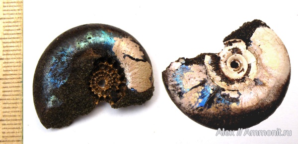 юра, Kachpurites, волжский ярус, Kachpurites fulgens, Garniericeratinae, Volgian, Jurassic