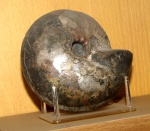 Cadochamoussetia surensis из музея Вернадского