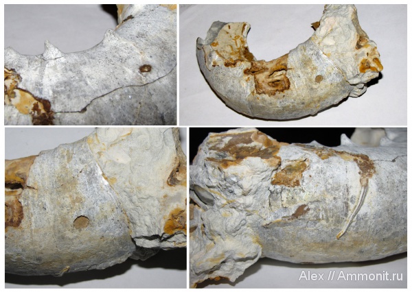 макроконхи, кимеридж, устье, Aspidoceras, Aspidoceratidae, Aspidoceratinae, Macroconchs, Kimmeridgian, Upper Jurassic
