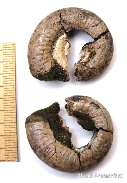 юра, Kachpurites, волжский ярус, Мневники, Kachpurites fulgens, Garniericeratinae, Volgian, Jurassic