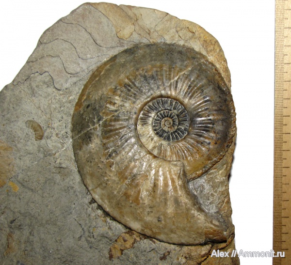 аммониты, юра, плинсбах, Ammonites, Amaltheus margaritatus, Amaltheus, Amaltheidae, Pliensbachian, Jurassic