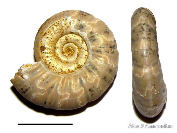 аммониты, нижний келловей, келловей, Perisphinctidae, Proplanulites, Спартак, Ammonites, Callovian, Middle Jurassic, Lower Callovian