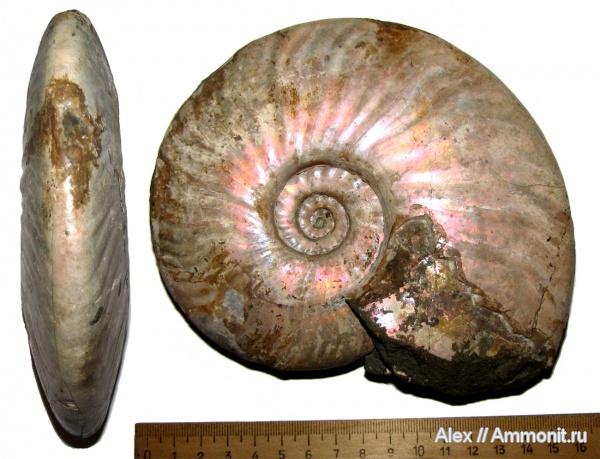 аммониты, мел, макроконхи, Cleoniceras, Ammonites, Macroconchs, Cleoniceratidae, Cretaceous
