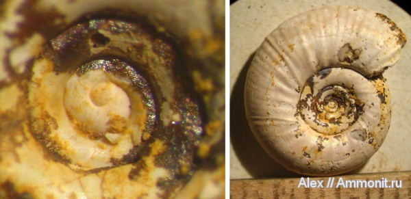 аммониты, юра, нижний келловей, келловей, Perisphinctidae, Proplanulites, Ammonites, аммонителла, ammonitella, Callovian, Jurassic, Middle Jurassic, Lower Callovian