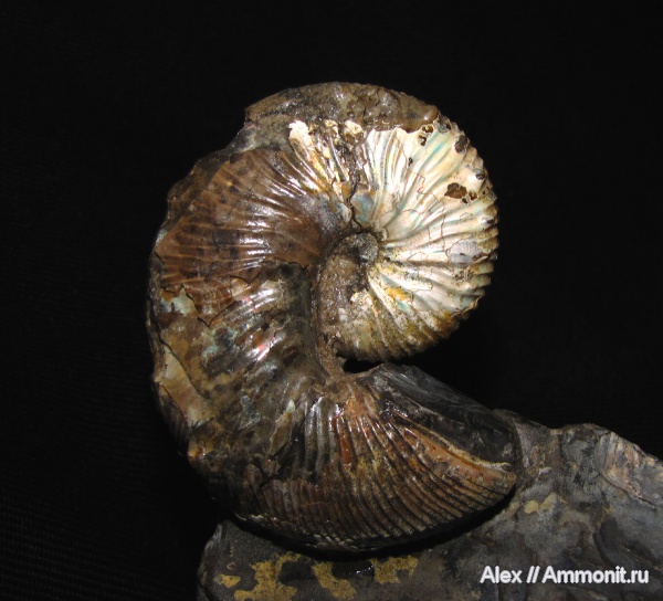 аммониты, мел, маастрихт, Ammonites, Hoploscaphites, Scaphitidae, Hoploscaphites nodosus, Maastrichtian, Cretaceous