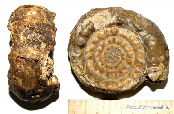 пермь, Goniatitida, Paragastrioceras, МЗ МГУ, Paragastrioceras jossae, Paragastrioceratidae, Permian
