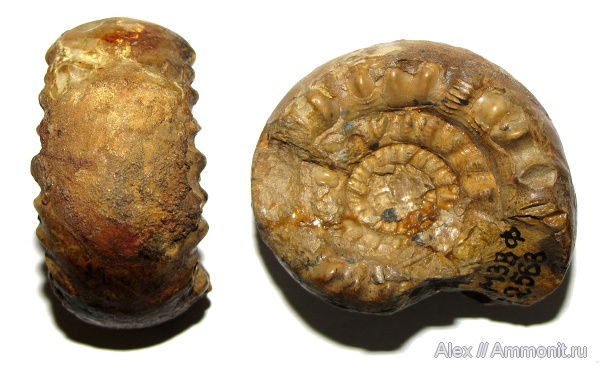 пермь, Goniatitida, Paragastrioceras, МЗ МГУ, Paragastrioceras jossae, Paragastrioceratidae, Permian