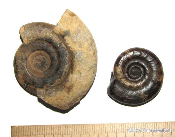 триас, МЗ МГУ, Dicneroceras demokidovi, Dicneroceras, Triassic