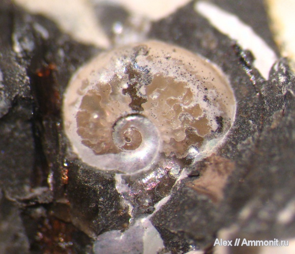 аммониты, мел, апт, Aconeceras, Ammonites, лопастные линии, ammonitella, Aptian, Cretaceous