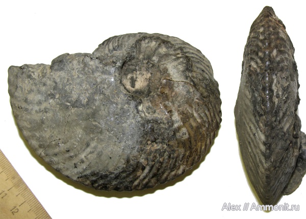 юра, Cardioceras, оксфорд, Cardioceras excavatum, Cardioceratidae, МДЭБЦ, МГСЮН, Oxfordian, Jurassic