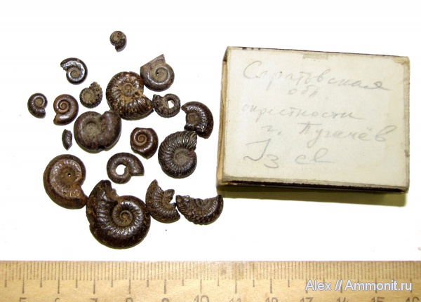аммониты, Kosmoceras, келловей, Quenstedtoceras, Саратовская область, Ammonites, МДЭБЦ, МГСЮН, Callovian, Middle Jurassic