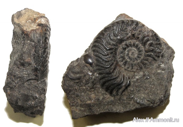 аммониты, юра, Ammonites, Ludwigia, Graphoceratidae, Ludwigia murchinsonae, Jurassic