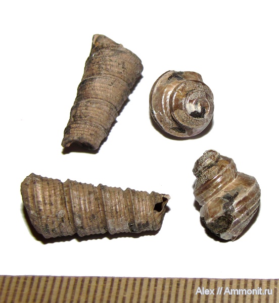 гастроподы, юра, келловей, Eucyclus, Clathrobaculus, Clathrobaculus fahrenkohli, Callovian, Jurassic, Middle Jurassic