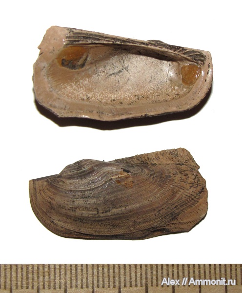 юра, Пески, Grammatodon, Grammatodon rouillieri, Jurassic