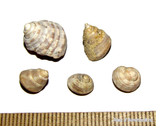 гастроподы, неоген, прижизненная окраска, Кубань, Troсhidae