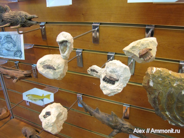 карбон, рыбы, зубы, Polyrhizodus, Petalodus, МДЭБЦ, МГСЮН, Protopirata, fish, teeth