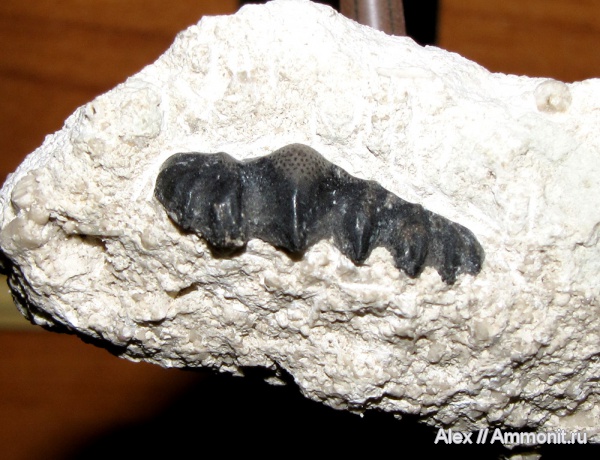 карбон, рыбы, зубы, МДЭБЦ, МГСЮН, fish, teeth