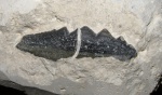 Зубы из МосГорСюна - зуб №3 - Paracymatodus cf. reclinatus