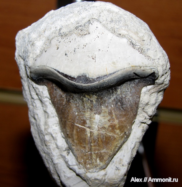 карбон, рыбы, зубы, Petalodus, МДЭБЦ, МГСЮН, Petalodus ohioensis, fish, teeth