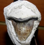 Зубы из МосГорСюна - зуб №4 - Petalodus ohioensis