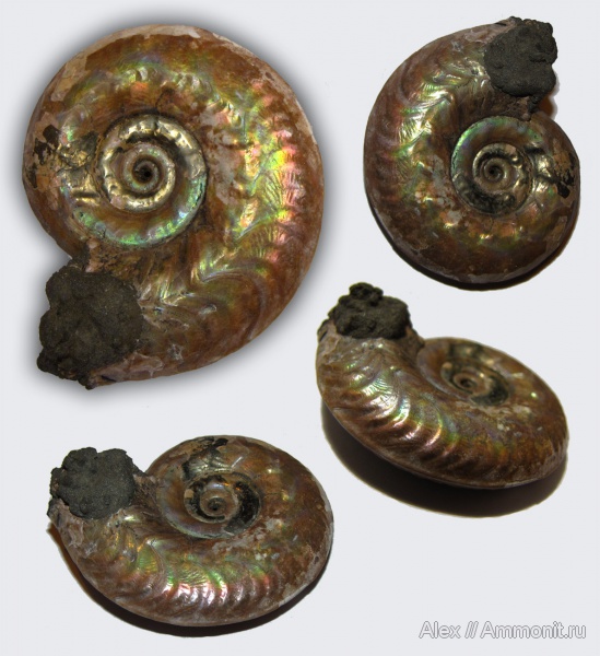 аммониты, юра, Brightia, келловей, устье, микроскульптура, Ammonites, Callovian, Jurassic, Middle Jurassic