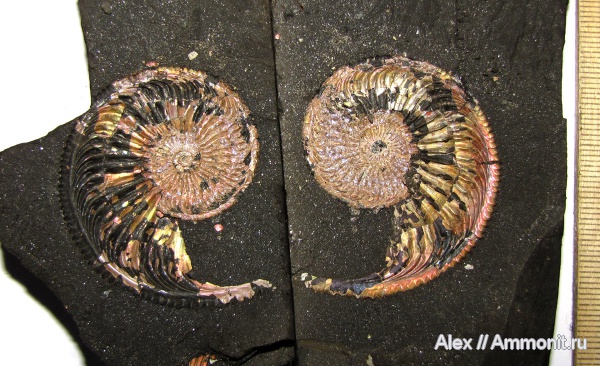 аммониты, оксфорд, Марково, Amoeboceras, Amoeboceras ilovaiskii, Cardioceratidae, Ammonites, вентральный ростр, Oxfordian, ventral rostrum