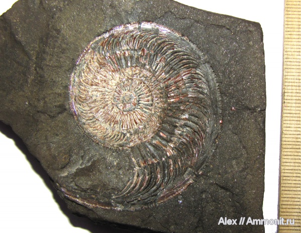аммониты, оксфорд, Марково, Amoeboceras, Amoeboceras ilovaiskii, Cardioceratidae, Ammonites, вентральный ростр, Oxfordian, ventral rostrum