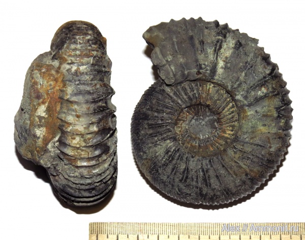 аммониты, юра, Zaraiskites, волжский ярус, Zaraiskites scythicus, Ammonites, Virgatitidae, Volgian, Jurassic