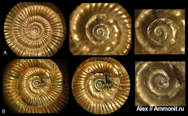 аммониты, юра, Binatisphinctes, келловей, Ammonites, протоконх, Hamulisphinctes, аммонителла, parabolae, Callovian, Jurassic, Middle Jurassic