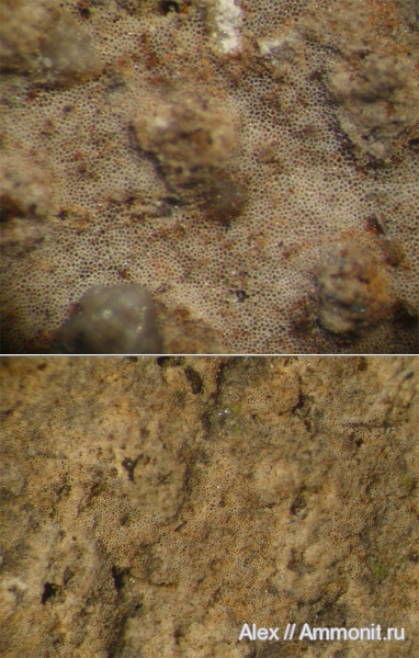 юра, Cyclocrinus, Jurassic