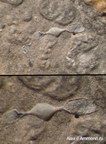 оксфорд, Cyclocrinus, Bullopora, Oxfordian