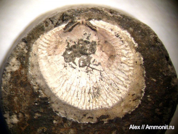 юра, оксфорд, Cyclocrinus, Plicatula, Oxfordian, Jurassic