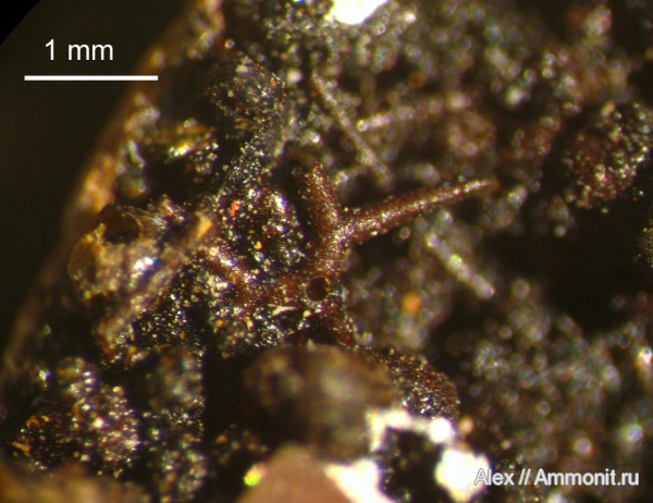 юра, спикулы, Kachpurites, волжский ярус, зона Kachpurites fulgens, Lithistida, Volgian, Jurassic