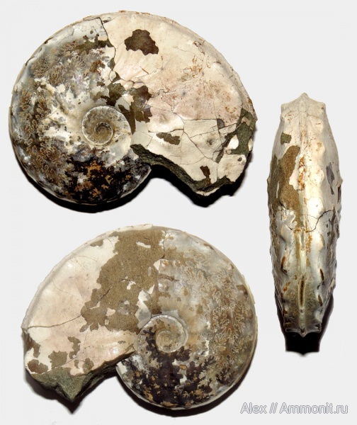 аммониты, мел, сеноман, Schloenbachia, Ammonites, Schloenbachia varians, Schloenbachiidae, Cenomanian, Cretaceous