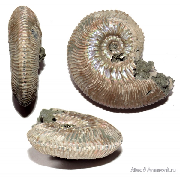 юра, Kosmoceras, келловей, прижизненные повреждения, ammonoid sublethal injuries, forma calcar, Callovian, Jurassic, Middle Jurassic