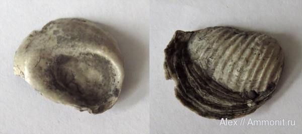 аммониты, юра, оксфорд, Ammonites, устрицы, Oxfordian, Jurassic, ксеноморфизм, xenomorphism