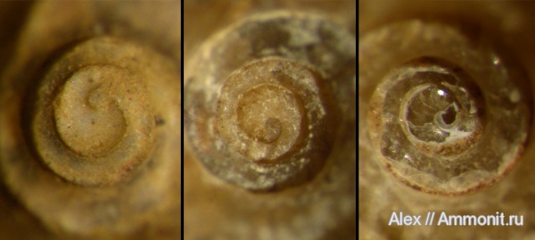 аммониты, мел, сеноман, Schloenbachia, Ammonites, аммонителла, ammonitella, Schloenbachia varians, Schloenbachiidae, Cenomanian, Cretaceous