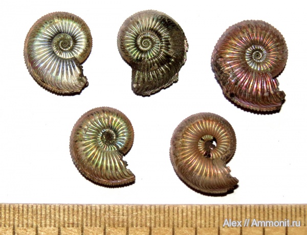 аммониты, оксфорд, Amoeboceras, Amoeboceras alternoides, Cardioceratidae, Ammonites, Oxfordian