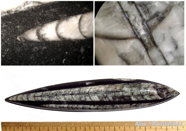 девон, Марокко, Devonian, протоконх, Geisonoceras, Orthocerida, Geisonoceratidae