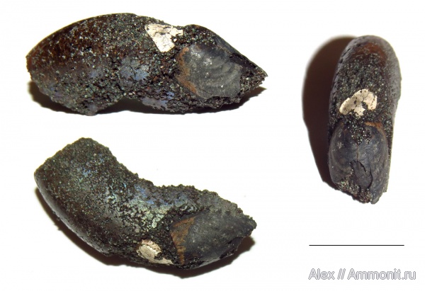 аммониты, юра, Kachpurites, волжский ярус, Kachpurites fulgens, аптихи, Ammonites, Praestriaptychus, Aptychi, aptychus, Praestriaptychus fulgens, Volgian, Jurassic