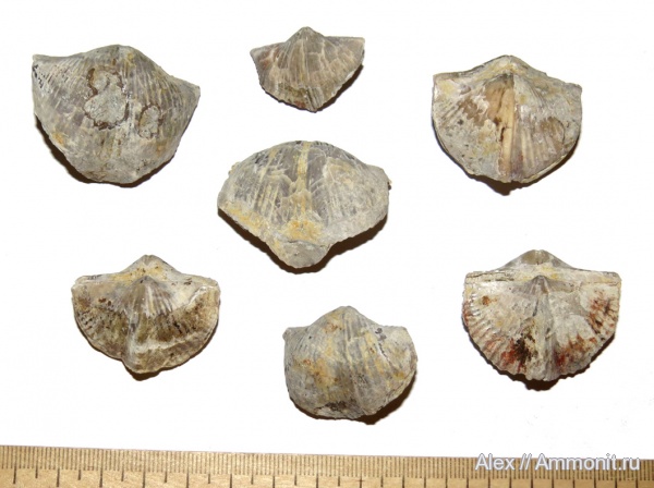 нижний карбон, Spiriferida, Angiospirifer