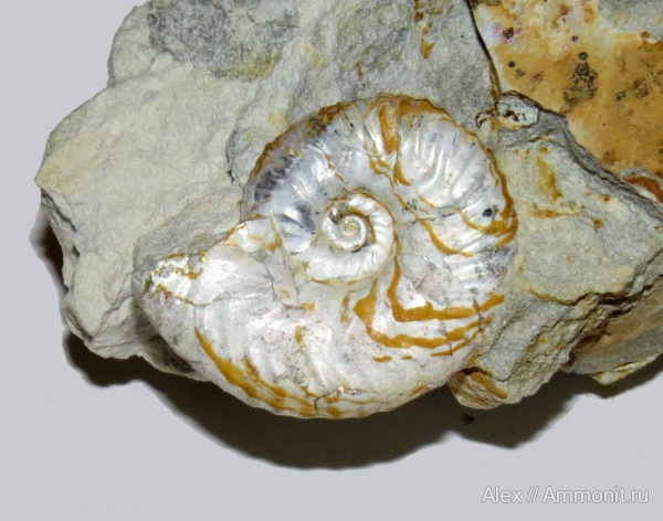 аммониты, юра, кимеридж, Ammonites, Sutneria, Aspidoceratidae, Aspidoceratinae, Sutneria eumela, Kimmeridgian, Jurassic, Upper Jurassic