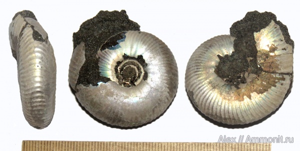 аммониты, волжский ярус, Craspedites, Ammonites, Craspedites subditus, Craspeditidae, Volgian
