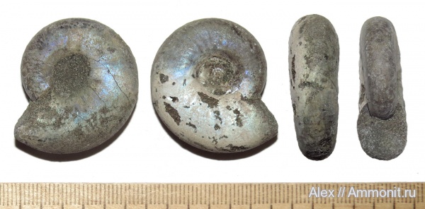 аммониты, микроконхи, Kachpurites, волжский ярус, Ammonites, Craspeditidae, Microconchs, Garniericeratinae, Volgian