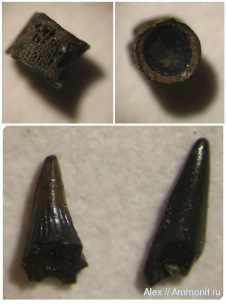 юра, зубы, волжский ярус, позвонки, зона Kachpurites fulgens, зубы рыб, Volgian, Jurassic, teeth, fish teeth