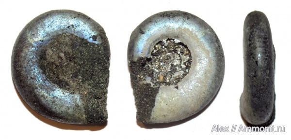 аммониты, юра, Kachpurites, Kachpurites fulgens, волжский век, Ammonites, Volgian, Jurassic