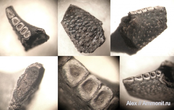 юра, ракообразные, раки, крабы, зона Kachpurites fulgens, Jurassic