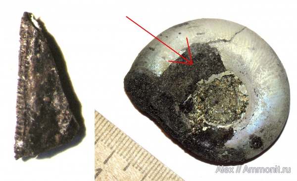 аммониты, юра, Kachpurites, ракообразные, раки, Kachpurites fulgens, Ammonites, Volgian, Jurassic