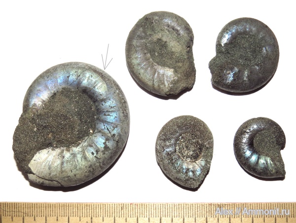 юра, макроконхи, микроконхи, Kachpurites, волжский ярус, Kachpurites fulgens, Microconchs, Garniericeratinae, Macroconchs, Volgian, Jurassic