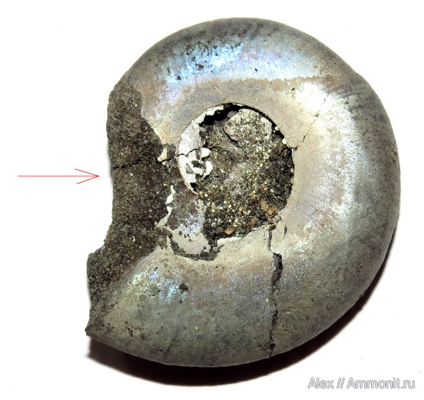 аммониты, Kachpurites, Kachpurites fulgens, прижизненные повреждения, Ammonites, Volgian